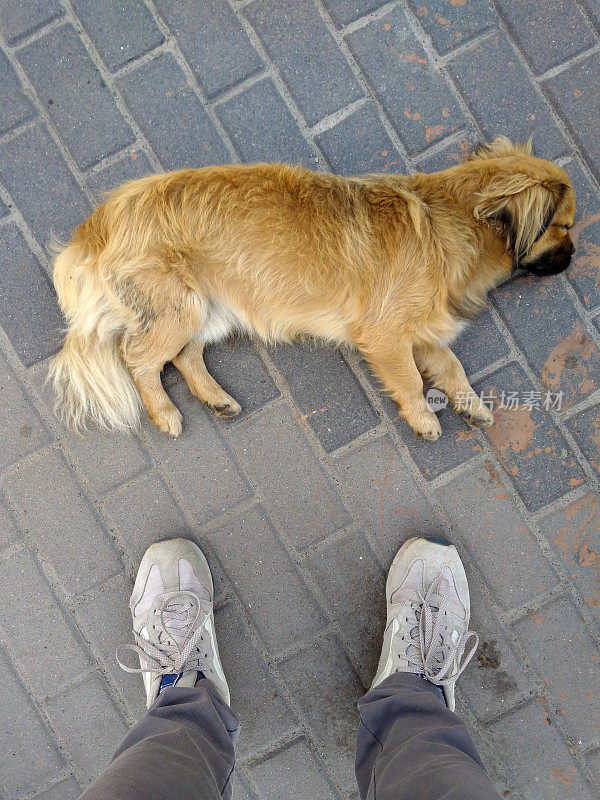 脚靠近狗。脚踩在瓷砖附近的狗。