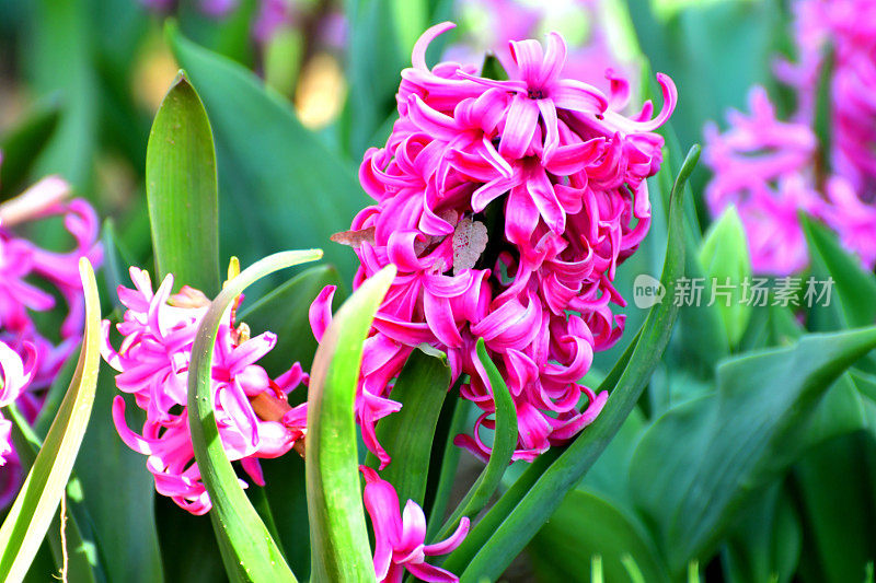 风信子花在各种颜色