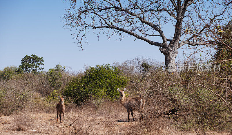 马拉维马吉特野生动物保护区的雌水羚
