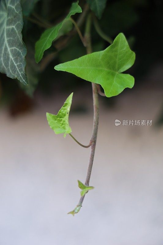 园墙上的绿色藤蔓攀缘植物