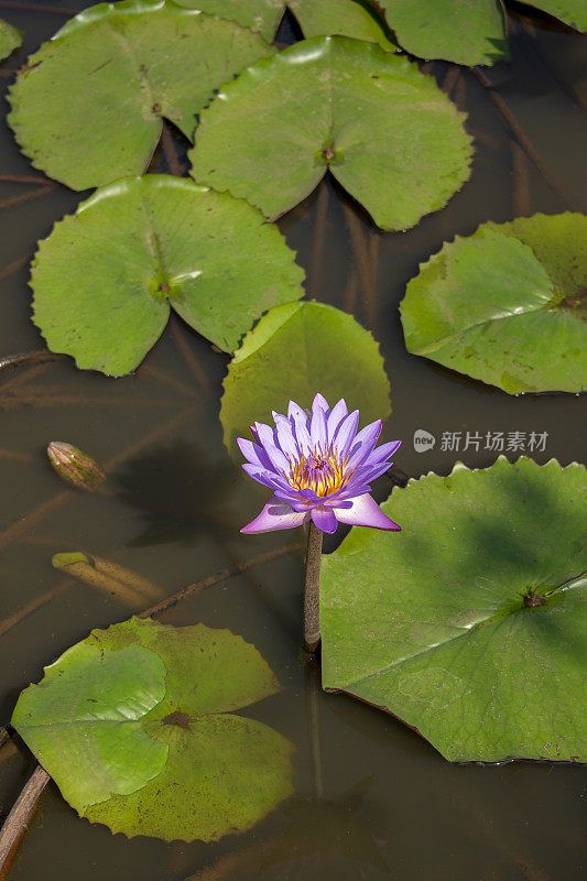 紫色的荷花