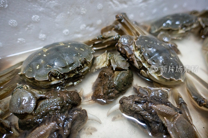 中华绒螯蟹，中国大闸蟹，大闸蟹，青蟹，上海大闸蟹