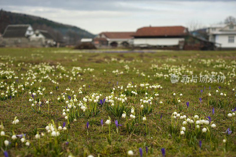 雪花莲和番红花在村庄的草地上，屋后是草地。第一朵春天的花在草地上绽放。