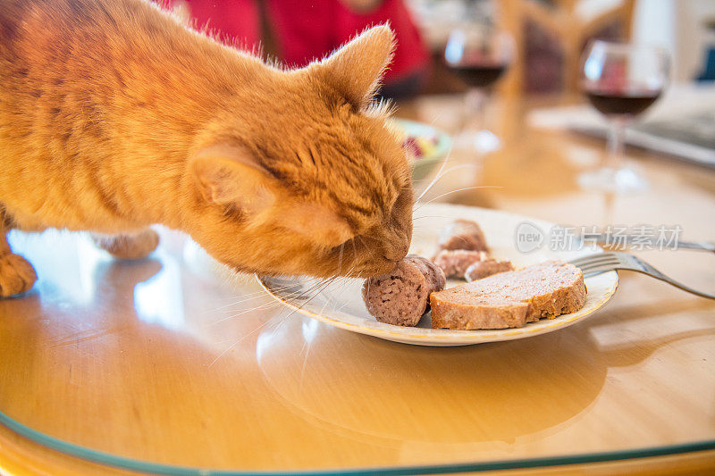 姜猫被盘子上的美味香肠诱惑