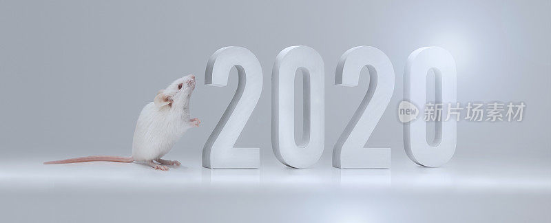 小白鼠庆祝2020年新年