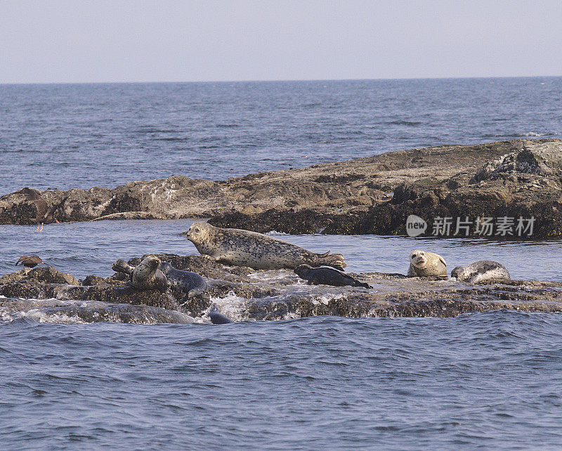 一群海豹突击队