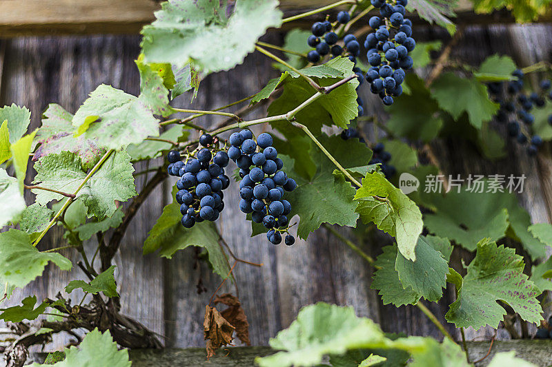 葡萄树上成熟的红葡萄酒葡萄串的特写
