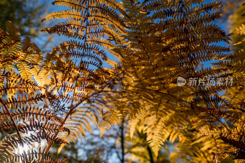 大叶，阔叶植物在七湖，秋天