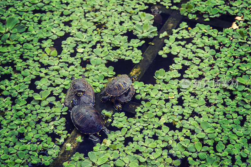 一群海龟浮出水面，看到四周是一片绿油油的浮萍覆盖的池塘