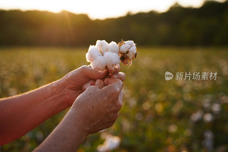 棉花采摘的季节。在棉花田间工作的活跃的高级职员CU。在金色的夕阳下，农学家在收获前对作物进行评估。