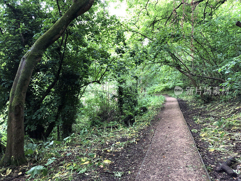 在春天的阳光下，阴凉的英国乡村小路林地隧道，山毛榉树(Fagus)，泥泞的小路，野花，被常春藤叶子覆盖的地面