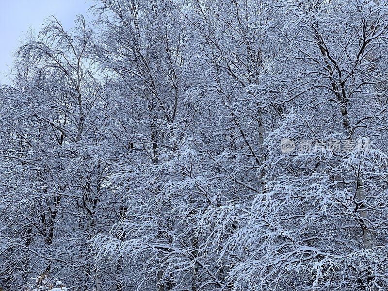 冬日美景的魅力――黑色的树枝上覆盖着新鲜蓬松的白雪