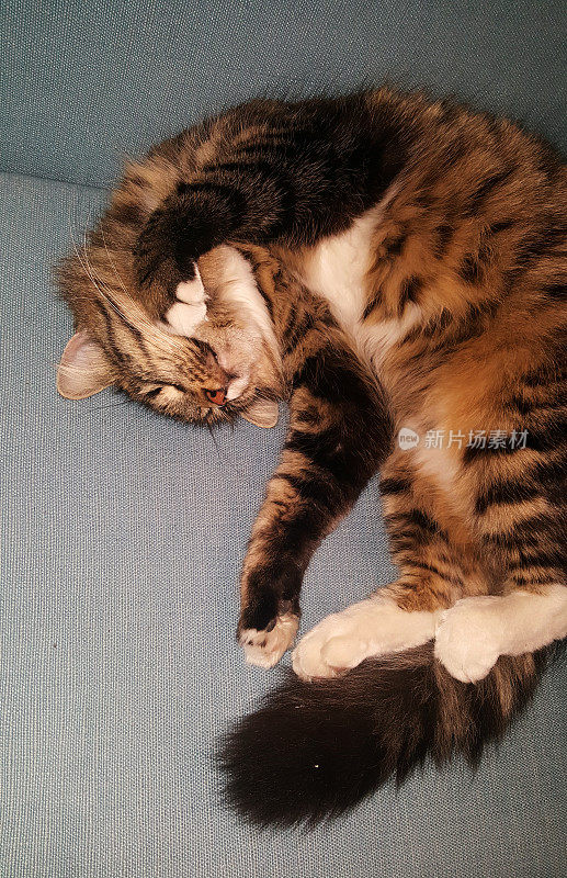 虎斑猫在沙发上疯狂地睡觉。