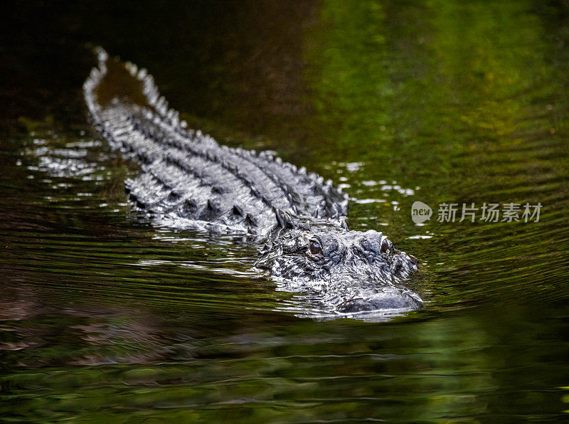 佛罗里达沼泽里的鳄鱼在游泳