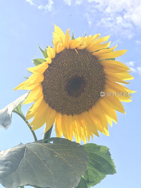 古老的围墙英国乡村别墅花园和分配与植物和鲜花