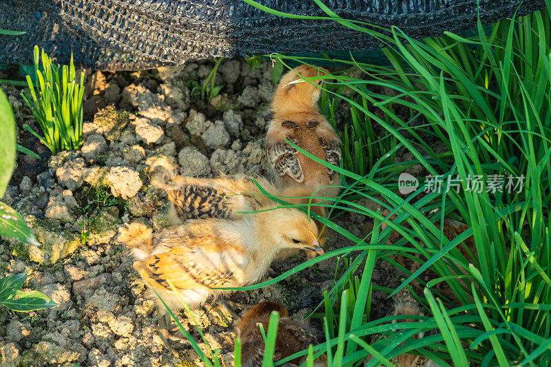 小鸡在菜地里生长