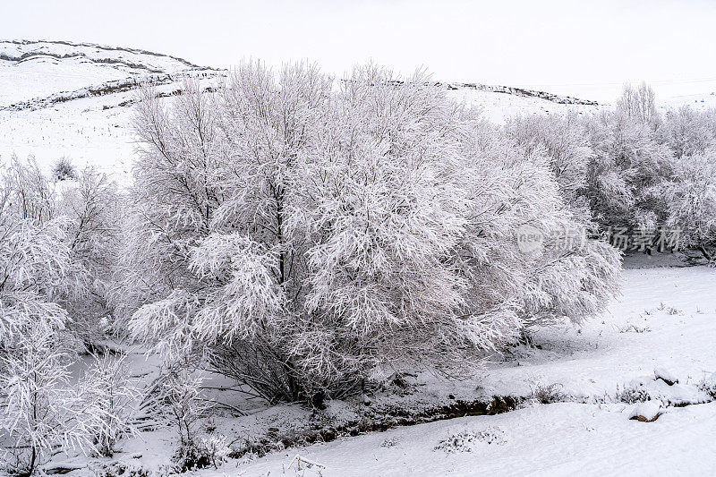 树在冬天，下雪