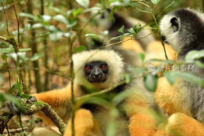 王冠Sifaka