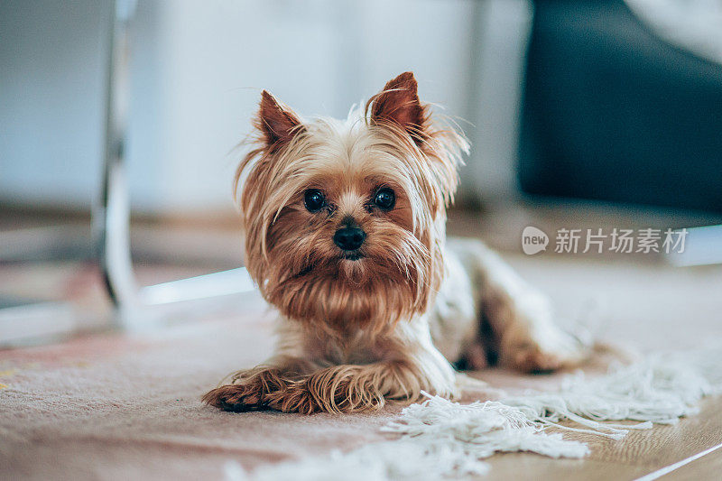 约克郡犬的肖像