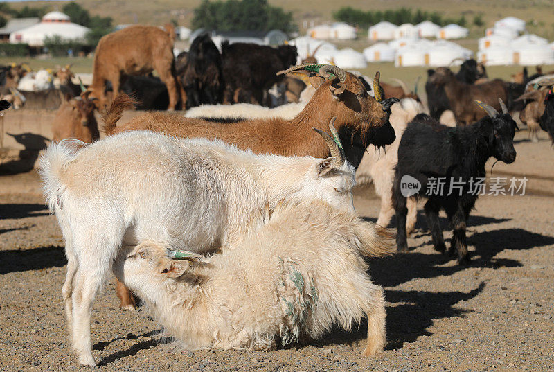 戈壁沙漠中的蒙古山羊