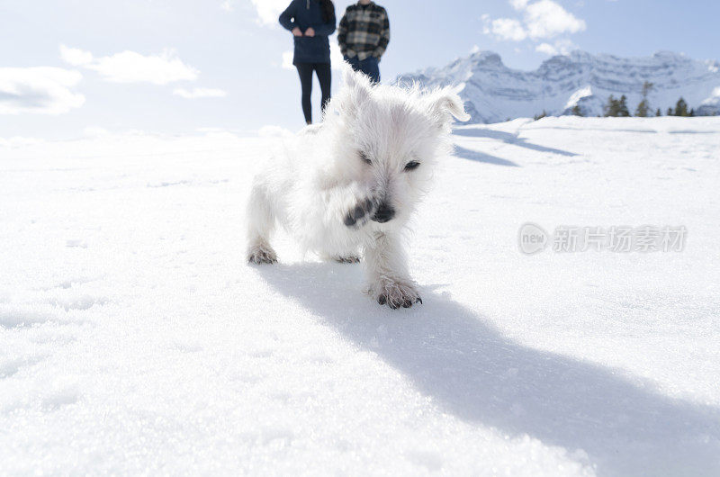 年轻的夫妇和狗在下雪的环境中玩耍