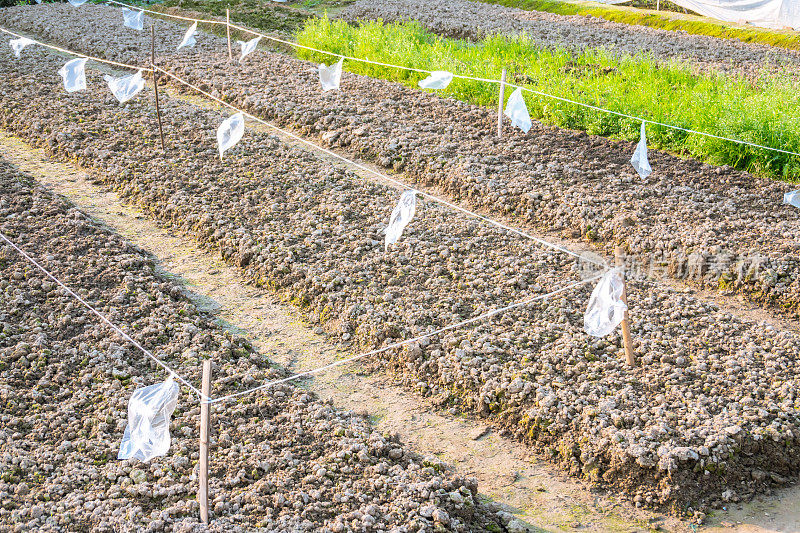 蔬菜批与空运塑料袋保护种子