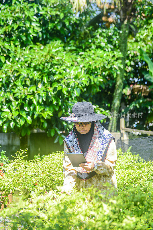 一名穆斯林妇女在农场中使用数字平板电脑检查作物