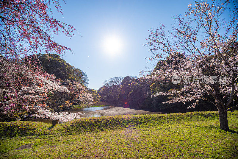 东京千代田千鸟渊公园里盛开的樱花