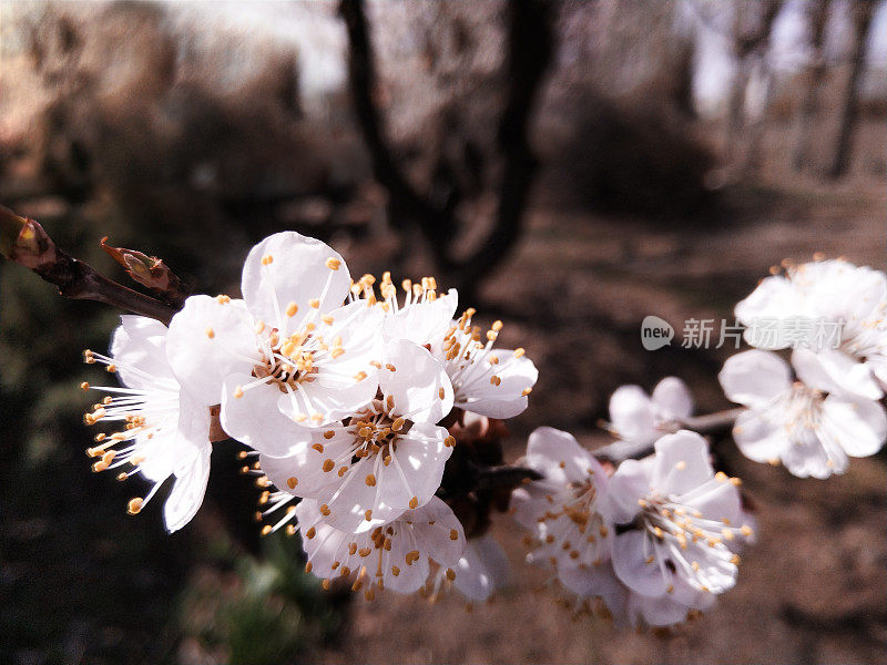 花杏分支