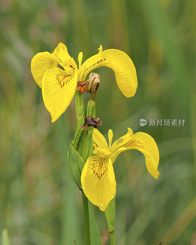 苏格兰高地的两种黄色鸢尾花