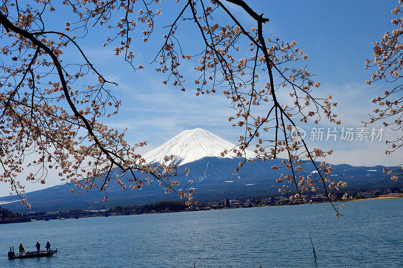 富士山和川口湖的樱花