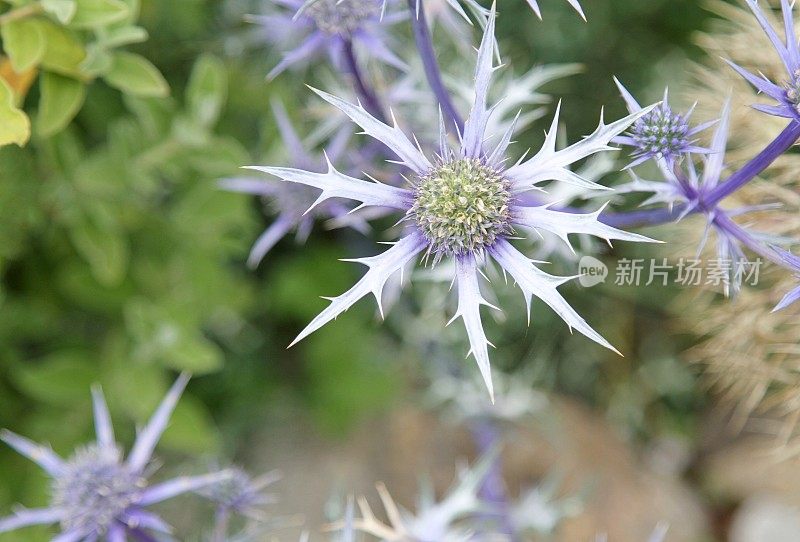 紫水晶、紫水晶或海蓟特写