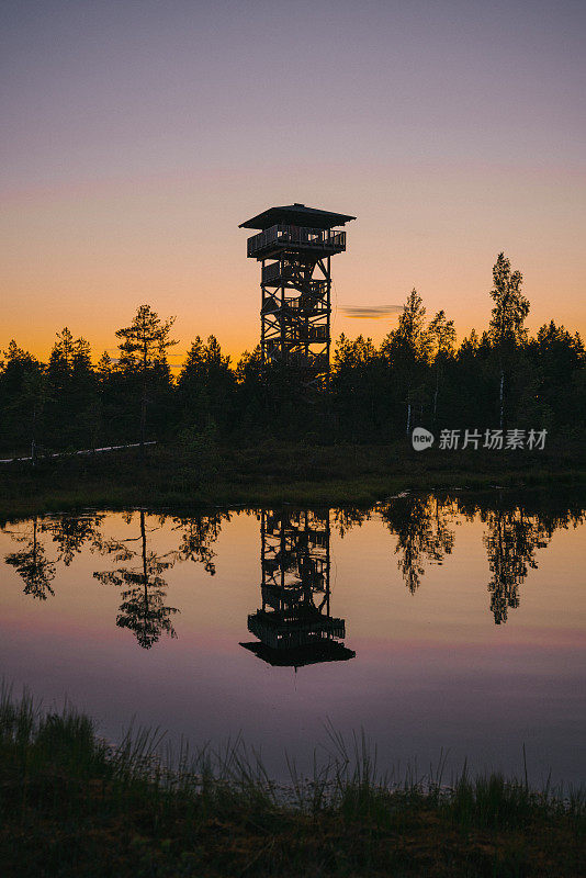 爱沙尼亚沼泽的风景