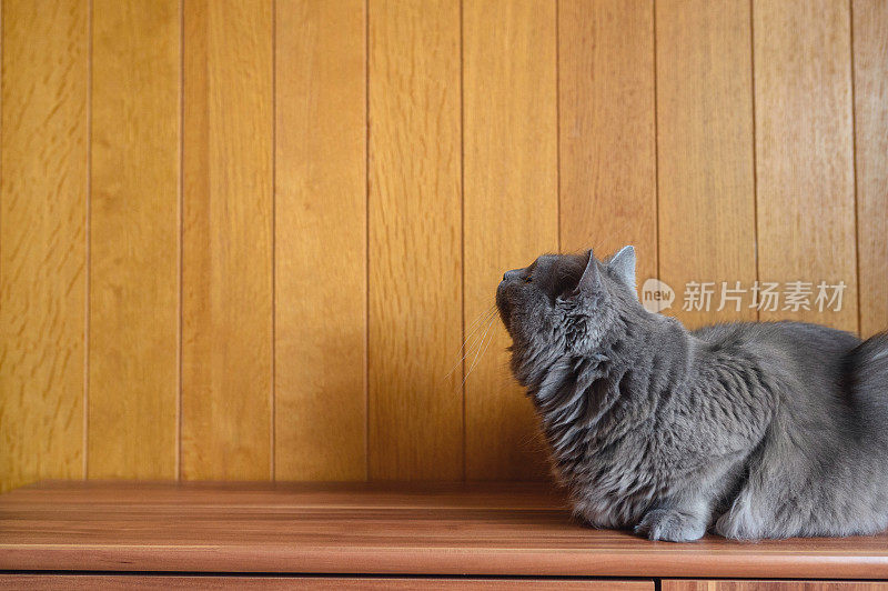 查特鲁的猫躺着，抬头看