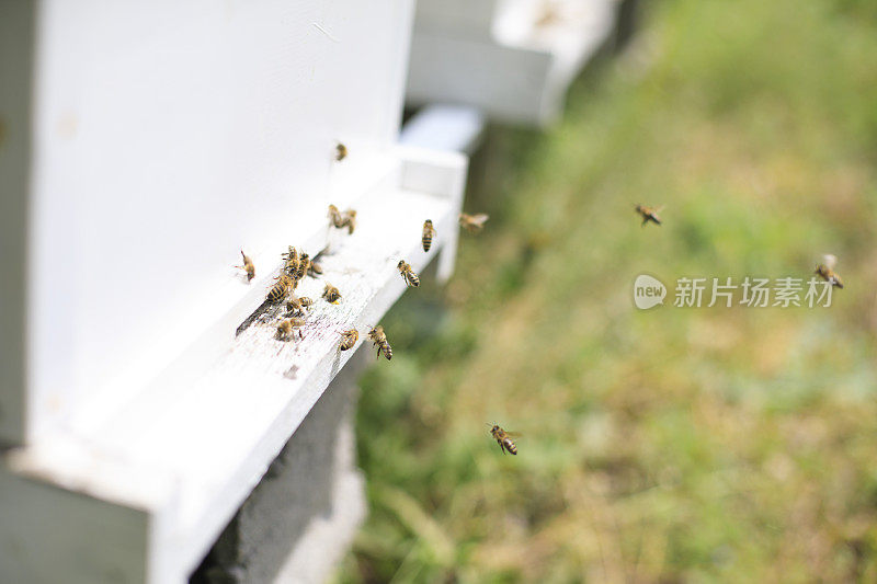 蜜蜂在蜂巢里飞来飞去