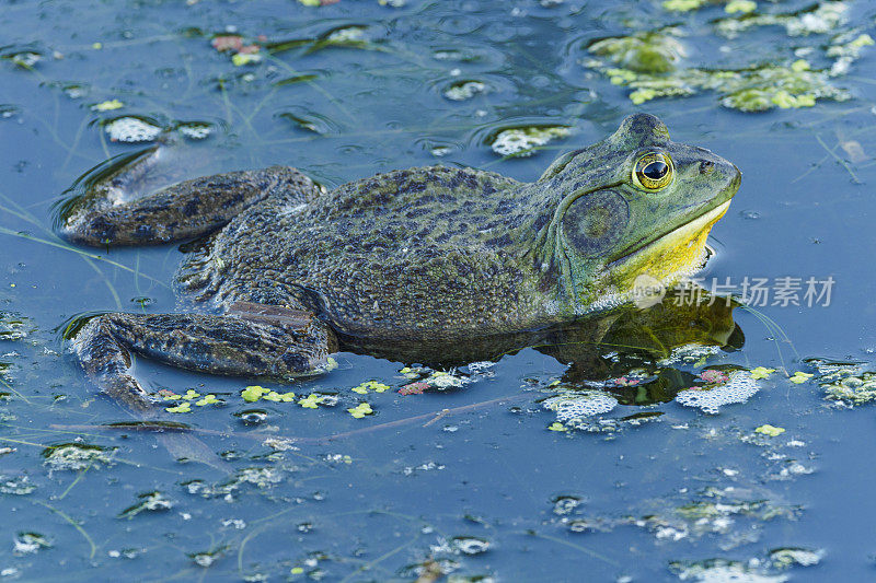 牛蛙在水面湿地池塘与绿藻俄勒冈