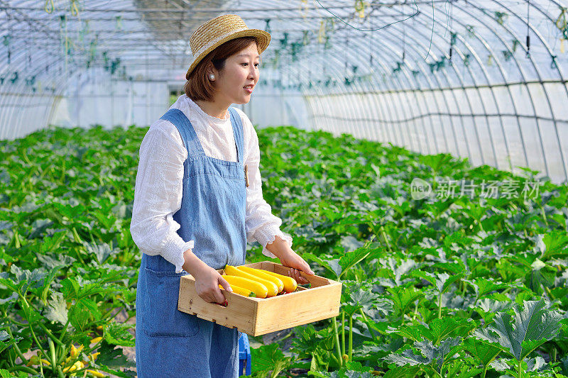 一名妇女在有机温室收获蔬菜