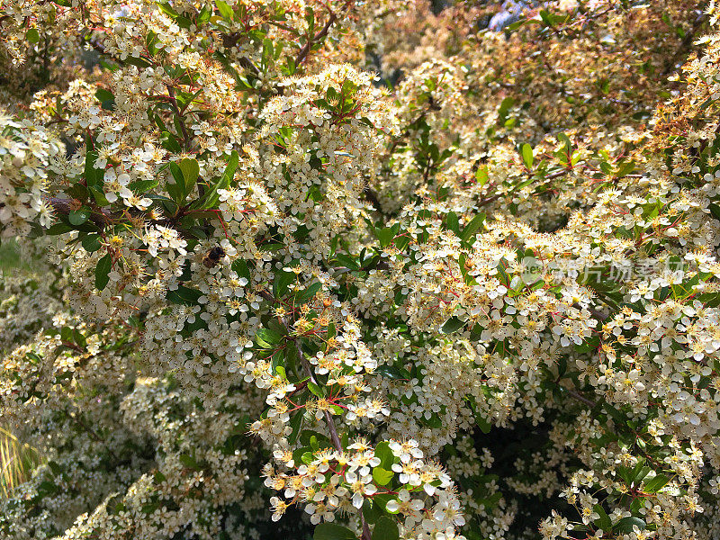 火棘球菌花近距离