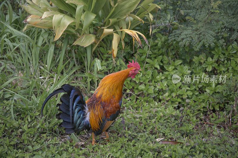 野生夏威夷公鸡