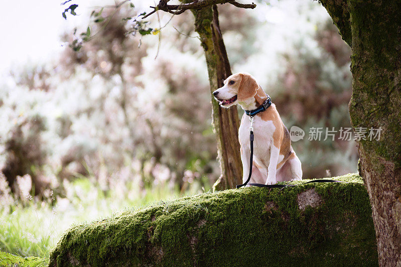 小猎犬号