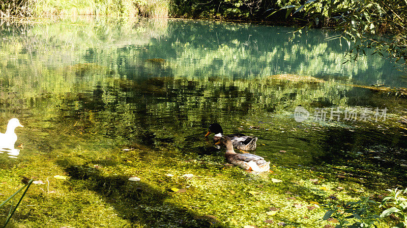 许多鸭子在公园的河里游泳