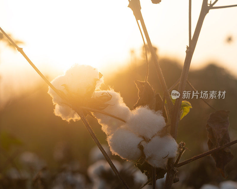 日落时分棉田上的棉铃照片