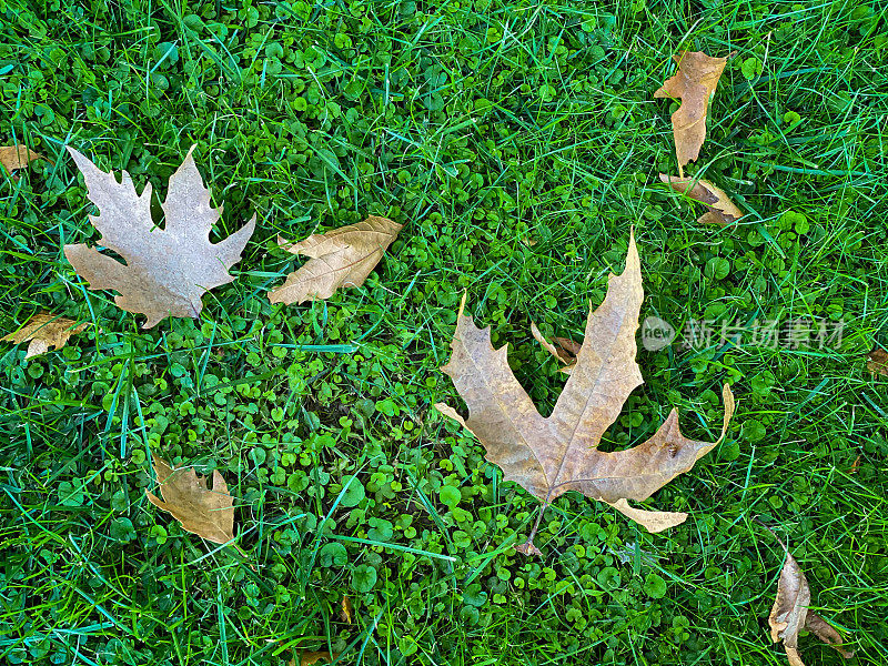 近枫树叶落在秋天的草