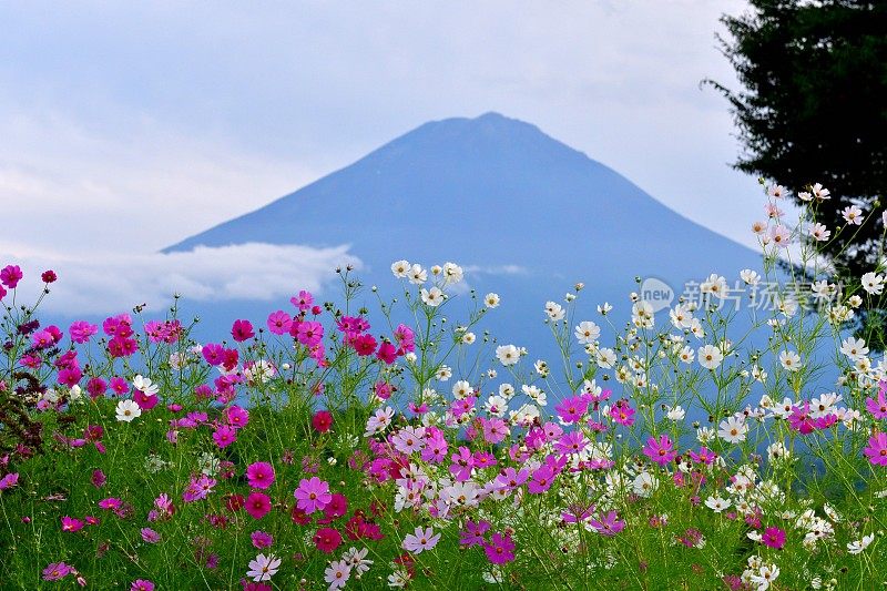 富士山与花(宇宙)前面