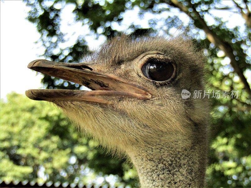 日本。8月。可爱的鸵鸟。肖像。