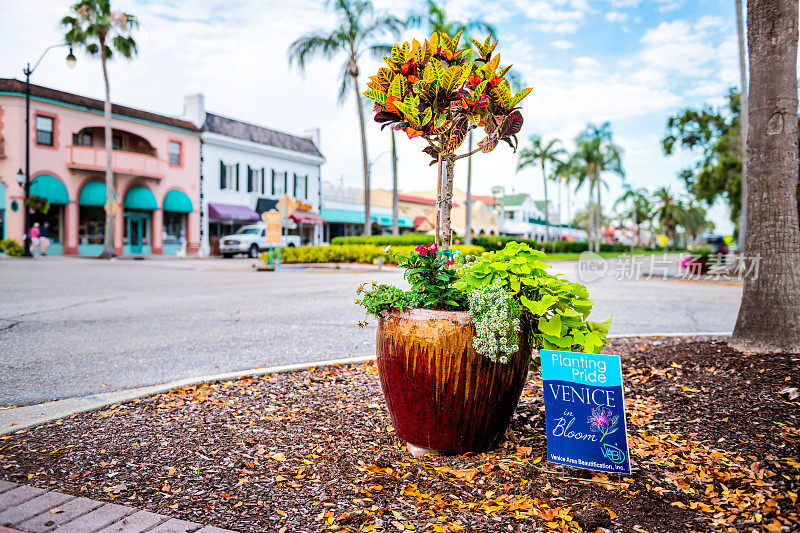 在佛罗里达州威尼斯的街道道路上种植骄傲的威尼斯花和巴豆植物的标志