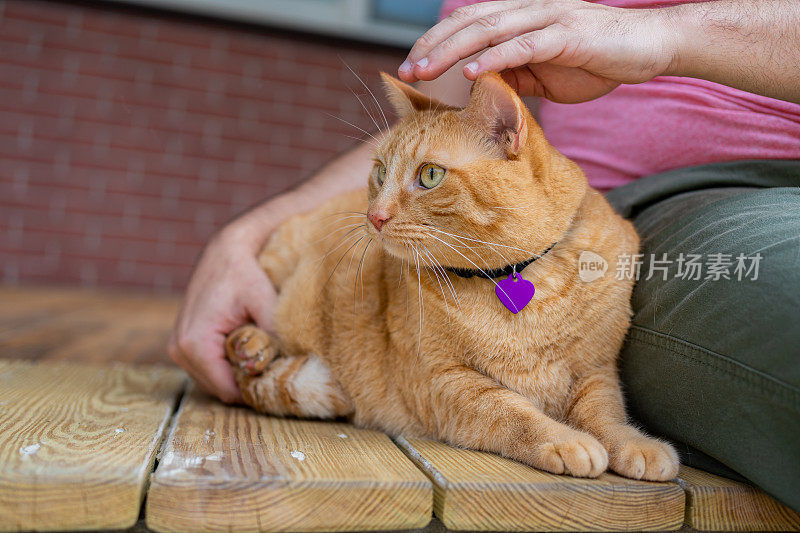 家里有只姜黄色猫的男人