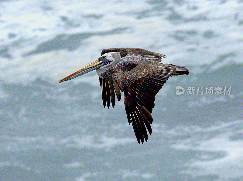 一只成年秘鲁鹈鹕在智利中部滑过太平洋的海浪