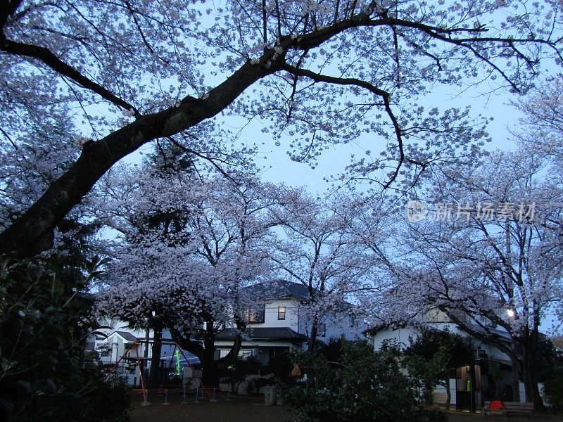 日本。3月底。樱花开花。日出前三十分钟在公园里。