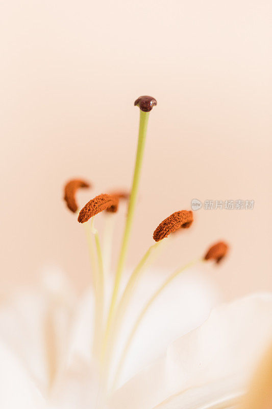 这是一张白色复活节百合“雌蕊”的近景照片，背景为中性，配以鲜花，为2021年简单舒适的情人节做准备